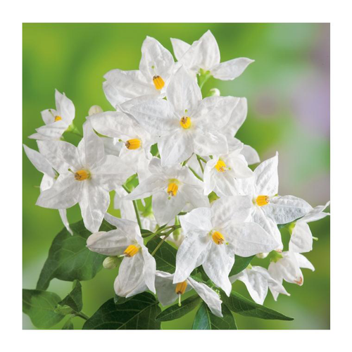 Visuel 1 du produit Solanum - pot 5 L