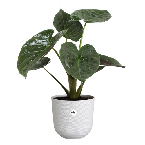 Visuel 4 du produit Cache-pot coloris blanc Jazz Elho - Ø 14 cm