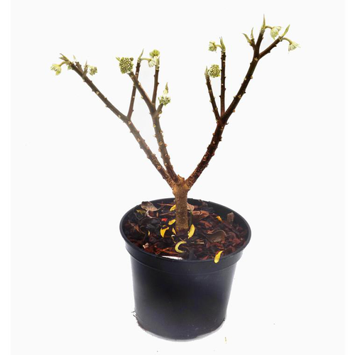 Visuel 1 du produit Edgeworthia Chrysantha (Buisson papier) touffe 30/40 en pot de 3 L jaune