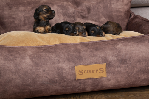 Visuel 7 du produit Corbeille pour chien marron Kensington Scruffs – Taille XL