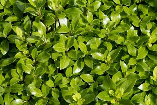 Visuel 2 du produit Pittosporum tenuifolium Beach Ball Trew01. Le pot de 3,5 litres