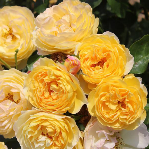 Visuel 1 du produit Rosier château de Cheverny® Deljaupar