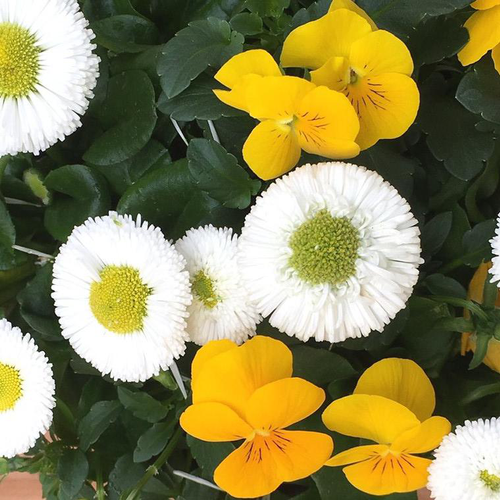 Visuel 1 du produit Duo de violas et paquerettes - Le pot de 1 litre