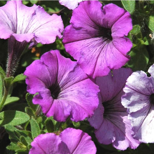 Visuel 1 du produit Pétunia retombant - La jardinière de 50 cm