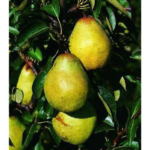 Visuel 1 du produit Poirier Nain Fruit Me® Pear Me Williams. La jardinière de 30 litres