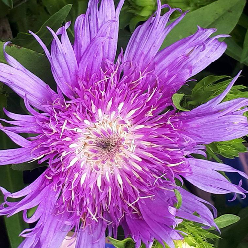 Visuel 1 du produit Stokesia Mels Blue - Le pot de 2 litres