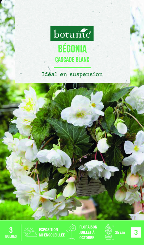 Visuel 1 du produit Bulbes de fleurs Bégonia Cascade blanc botanic® - 3 bulbes