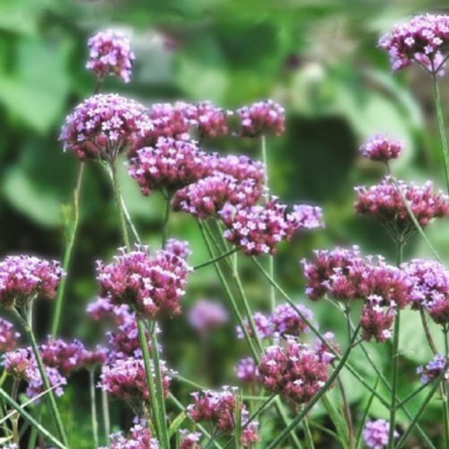 Visuel 1 du produit Verbena Bonariensis Lollipop - Le pot de 3 litres