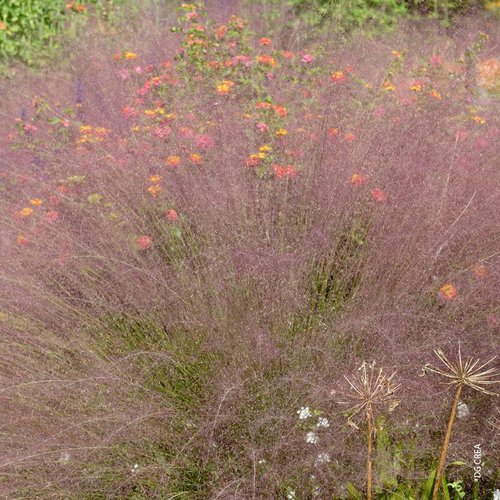 Visuel 1 du produit Muhlenbergia Capillaris - Le pot de 4 litres