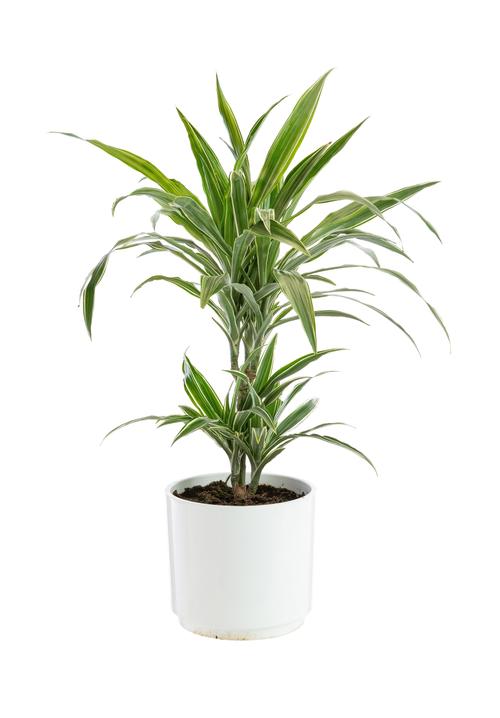 Visuel 1 du produit Dracaena Warnekei 2 pieds botanic®. Le pot de Ø 21 cm