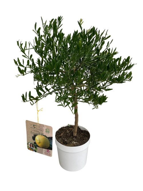 Visuel 1 du produit Eremorange 1/4 tige coloris jaune - 5 L