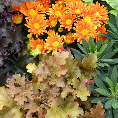 Visuel 1 du produit Mélange automnal - Le pack de 6 plants