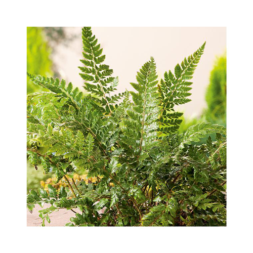 Visuel 1 du produit Polystichum polyblepharum en pot de 3 litres