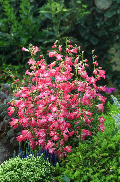 Visuel 1 du produit Penstemon ‘Souvenir d’Adrien Régnier’ - Le pot de 2 litres