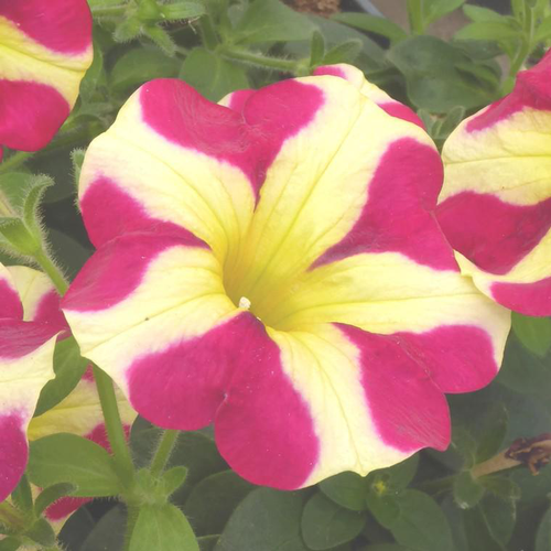 Visuel 1 du produit Pétunia Amore - Le pot de 4,5 litres