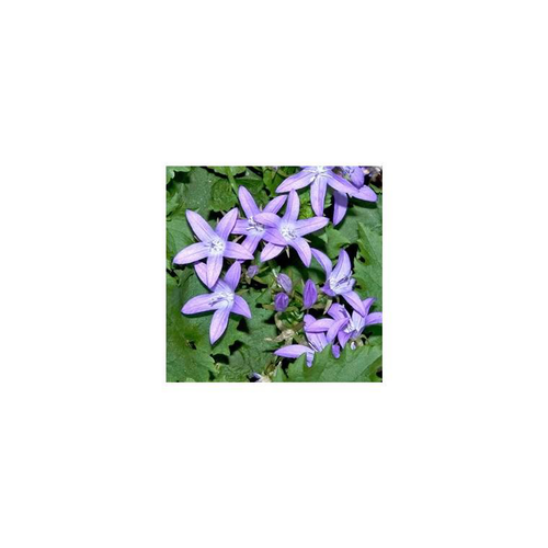 Visuel 1 du produit Campanule des murs - Le pot de 12 cm