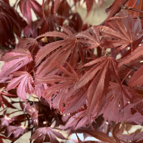 Visuel 1 du produit Érable du Japon greffé Oregon Sunset rouge. Le pot de 3 litres