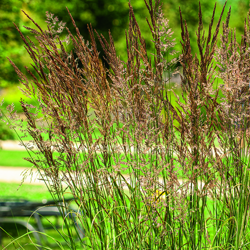 Visuel 1 du produit Calamagrostide Overdam vert botanic®. Le pot de 4 litres
