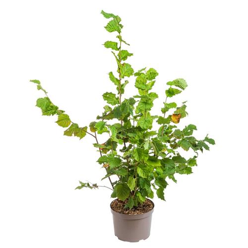 Visuel 1 du produit Noisetier Red Majestic (Corylus Avellana) 40/60. Le pot de 5 litres