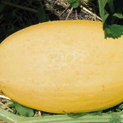 Visuel 1 du produit Courge Spaghetti Vegetal Bio. La barquette de 6 plants