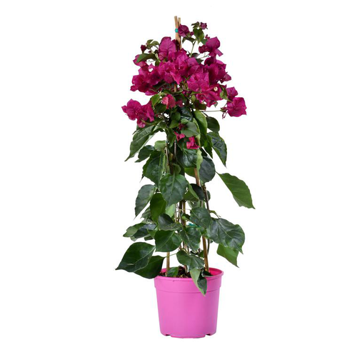 Visuel 1 du produit Bougainvillier ou Bougainvillée Tippi à fleurs roses - Le pot Ø 17 cm