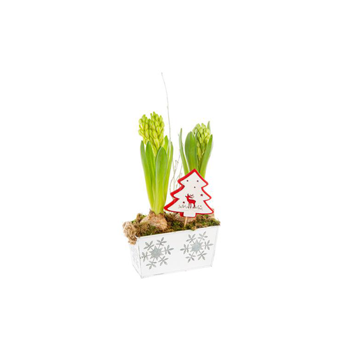 Visuel 1 du produit Jacinthe X2 Mini Jardinière Zinc Flocon blanc