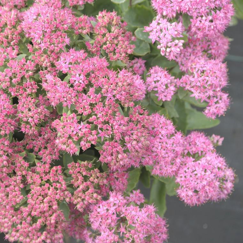 Visuel 1 du produit Sédum carl rose en pot de 2 L