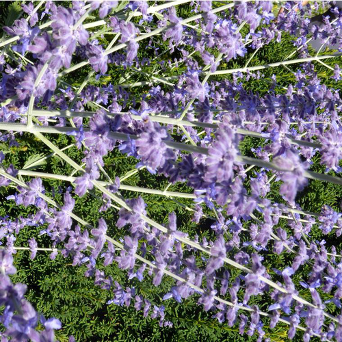 Visuel 1 du produit Perovskia Little Spire Bleu - Le pot de 7,5 litres