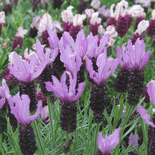 Visuel 1 du produit Lavandula Stoechas Pot Terre-Cuite - Le pot de 1 litre