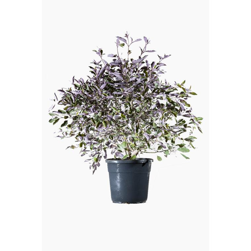 Visuel 1 du produit Vitex Trifolia Purpurea à Fleurs - Le pot de 2.5 litres