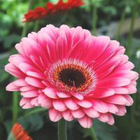 Visuel 1 du produit Plante fleurie d'intérieur Gerbera - Ø 9 cm