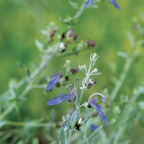 Visuel 1 du produit Teucrium fruticans 'azureum'. Le pot de 3 litres