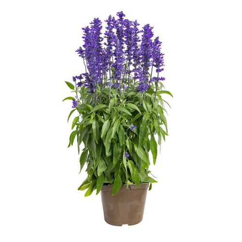 Visuel 1 du produit Sauge Farineuse bleue - Le pot de 12 x 12 cm