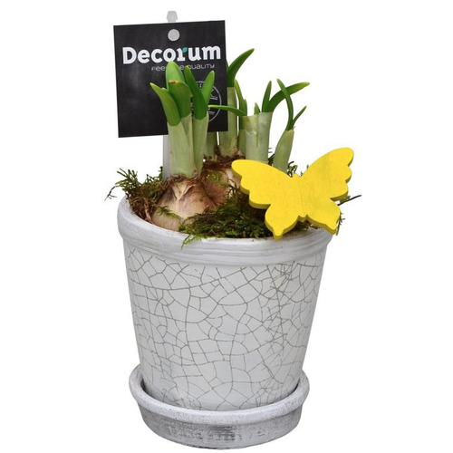Visuel 1 du produit Narcisse tête a tête pot blanc - Le pot de 10.5 cm