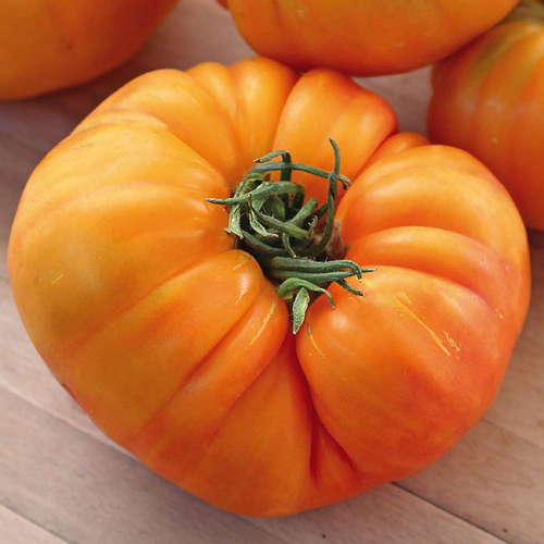 Visuel 1 du produit Tomate Côtelée Ananas Bio. La barquette de 3 plants