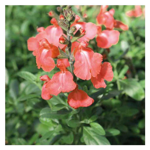 Visuel 1 du produit Sauge greggii saumon - Le pot de 9 x 9 cm