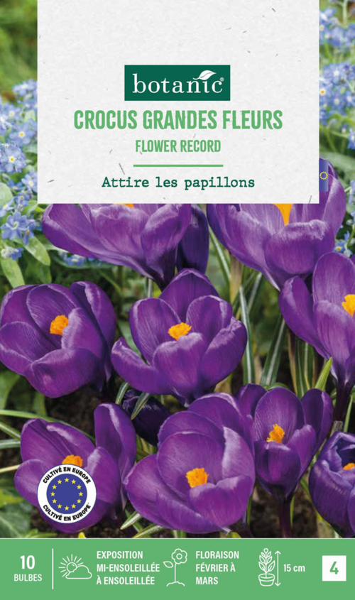 Visuel 1 du produit Crocus en mélange botanic® - 10 bulbes