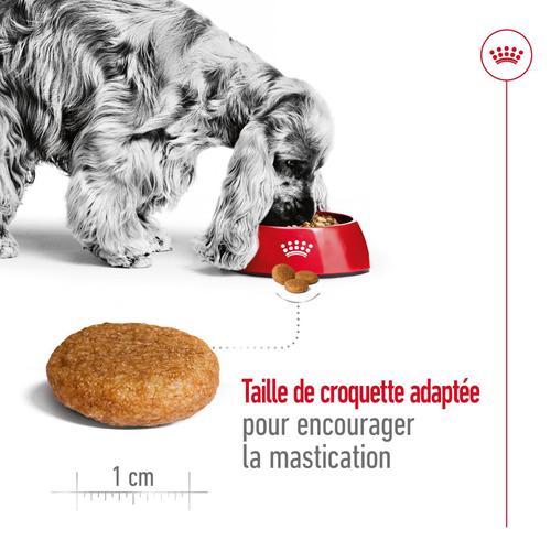 Visuel 4 du produit Croquette pour chien adulte de taille moyenne Royal Canin - 15 kg