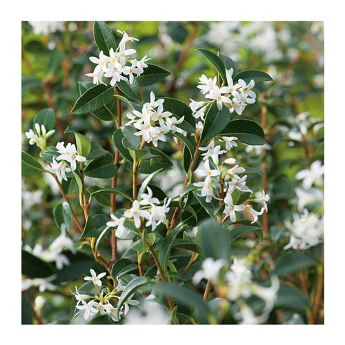 Visuel 1 du produit Faux-Houx - pot 7,5 L