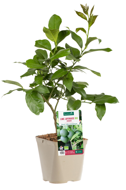 Visuel 1 du produit Lime Japonaise Sudashi Bio. Le pot de 3 litres