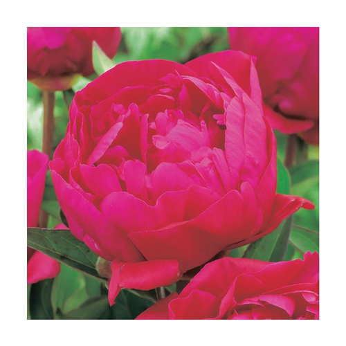 Visuel 1 du produit Pivoine herbacée Karl Rosenfield botanic®. Le pot de 1 litre