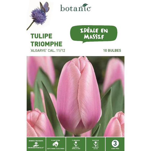 Visuel 1 du produit Tulipe triomphe Algarve rose botanic® - 10 bulbes