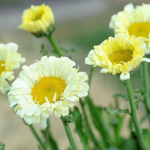 Visuel 1 du produit Marguerite d’été real glory jaune en pot de 2 L
