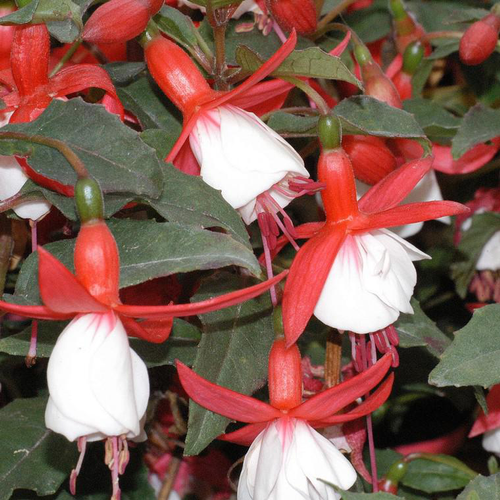 Visuel 1 du produit Fuchsia alice hoffman rose en pot de 2 L