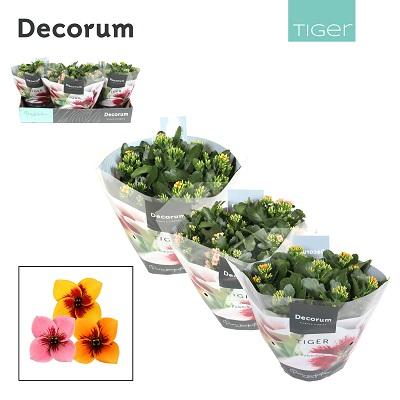 Visuel 1 du produit Kalanchoé tiger. La coupe de Ø 23 x H 25 cm