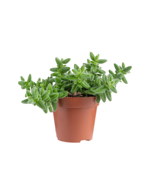 Visuel 1 du produit Delosperma echinatum (Pickle plant) vert. Le pot Ø 9 cm