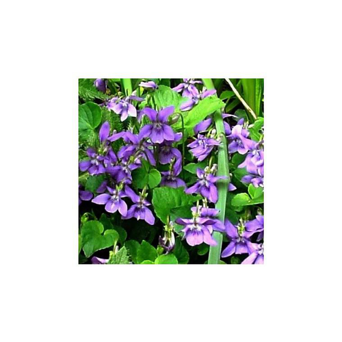 Visuel 1 du produit violette Odorante bleue - Le pot de 1 litre