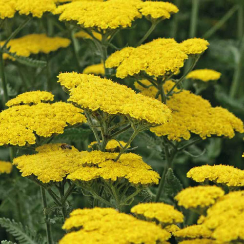 Visuel 1 du produit Achillea Millefolium. Le pot de 17 cm