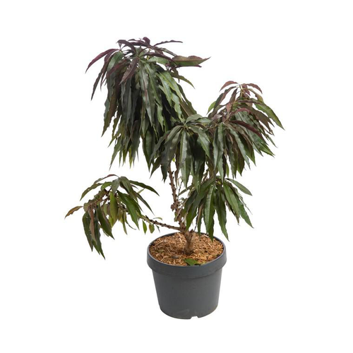 Visuel 1 du produit Pecher Nain Bonanza. Le pot de 7 litres