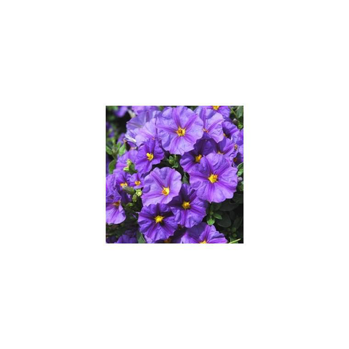 Visuel 1 du produit Solanum Rantonnetii - Le pot de 10,5 cm